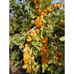鈣果 農(nóng)大7號(hào)樹苗果樹苗木【郵政發(fā)貨、10棵起發(fā)貨】