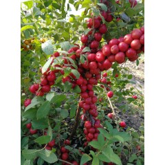 農(nóng)大鈣果4號果樹苗木【郵政發(fā)貨、10棵起發(fā)貨】