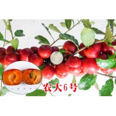 農(nóng)大鈣果苗木農(nóng)大4號、農(nóng)大6號、’‘農(nóng)大7號’樹苗【郵政發(fā)貨、10棵起發(fā)貨】